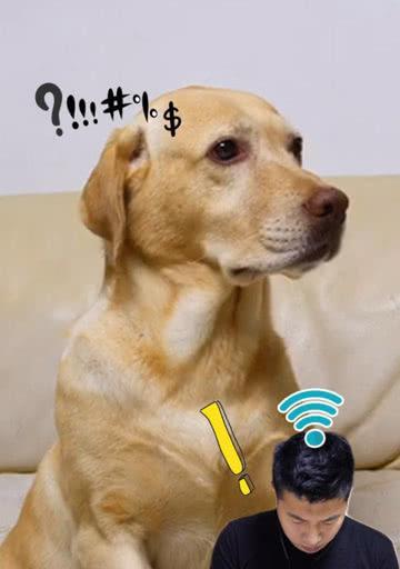 帽子狗wifi信号弱的原因是什么？如何增强信号？