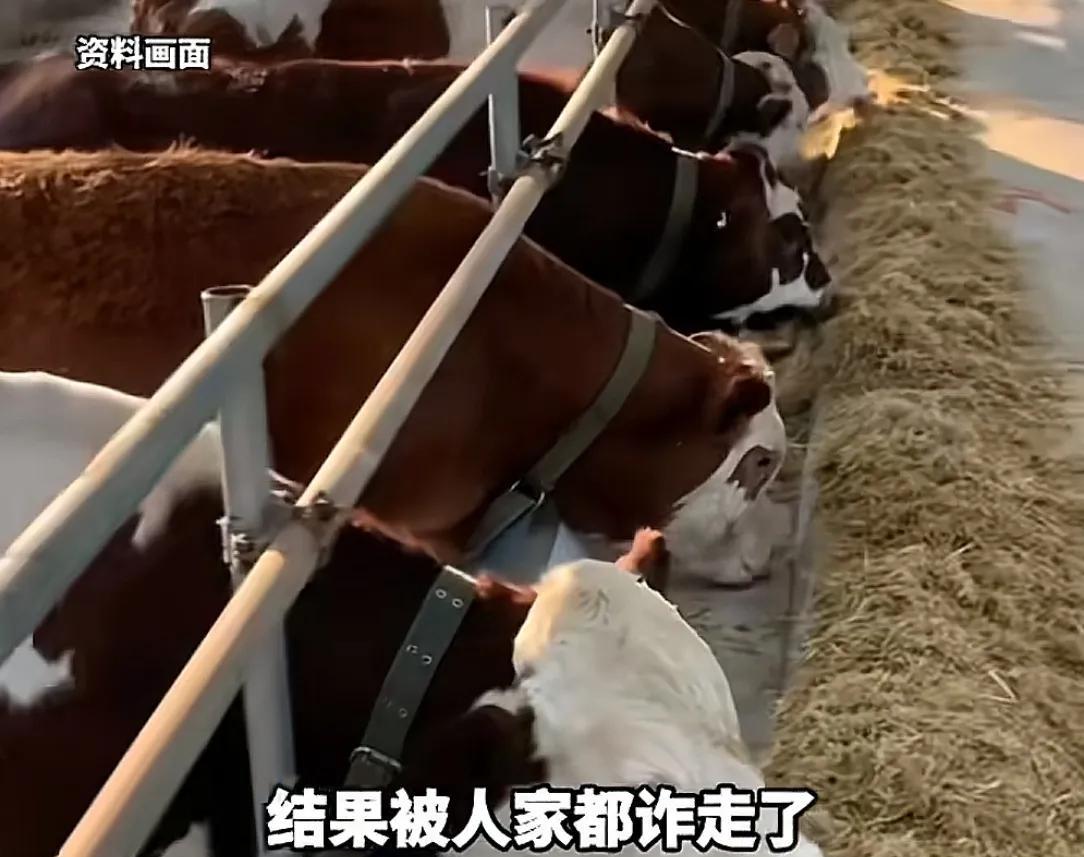 开封养牛户收卖牛款50万，牛拉走账户涉诈被冻！哭诉害怕钱牛两空