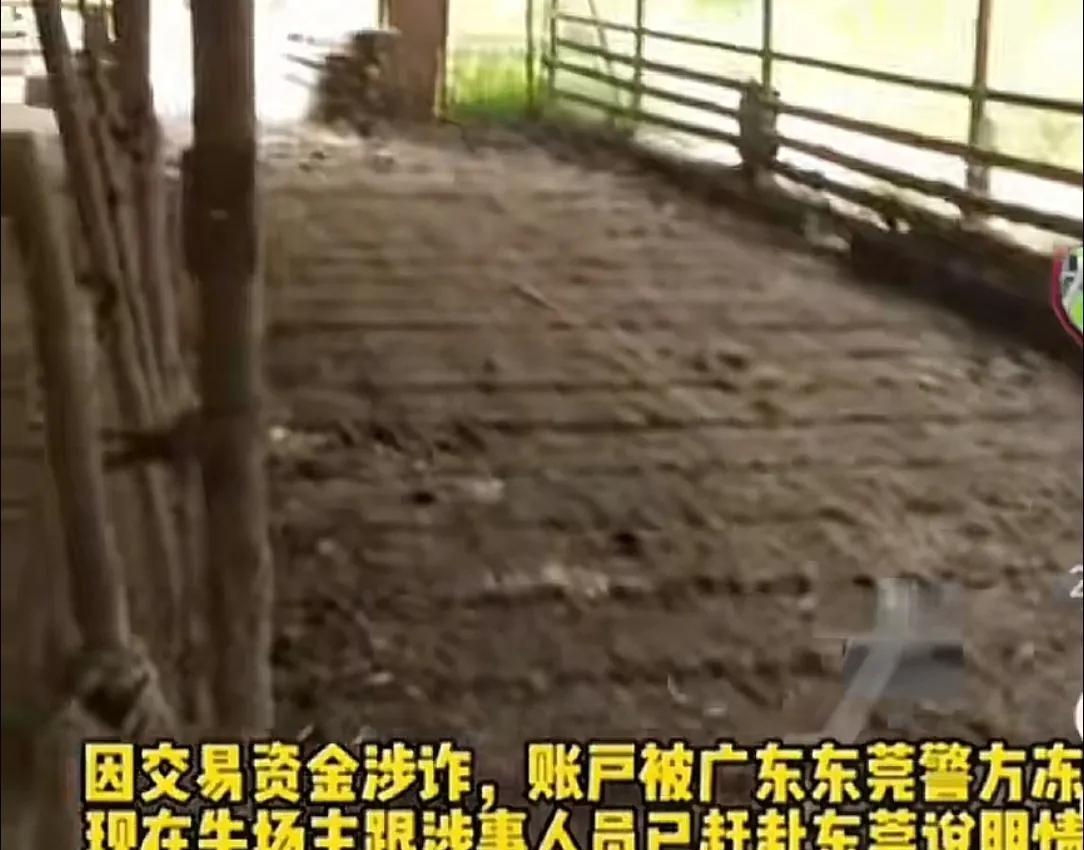 开封养牛户收卖牛款50万，牛拉走账户涉诈被冻！哭诉害怕钱牛两空