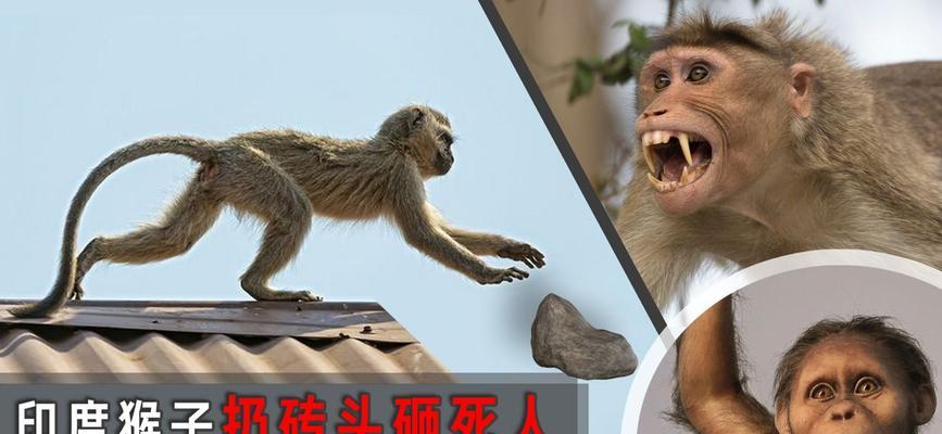 狗砸平板电脑出现故障怎么办？维修和保养有哪些技巧？