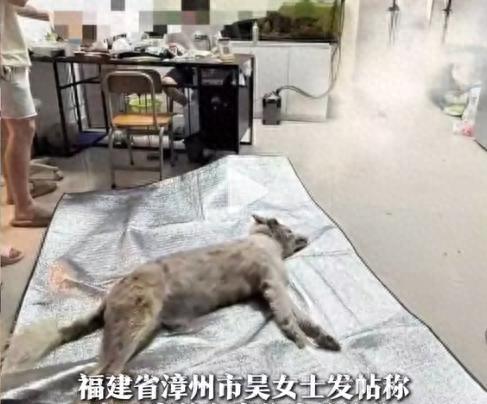 宠物店火灾监控曝光，店长冒死救生感动全网：没人比我更知道位置
