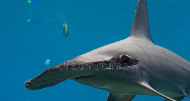 鲨鱼锤击摄像头使用方法是什么？功能特点有哪些？